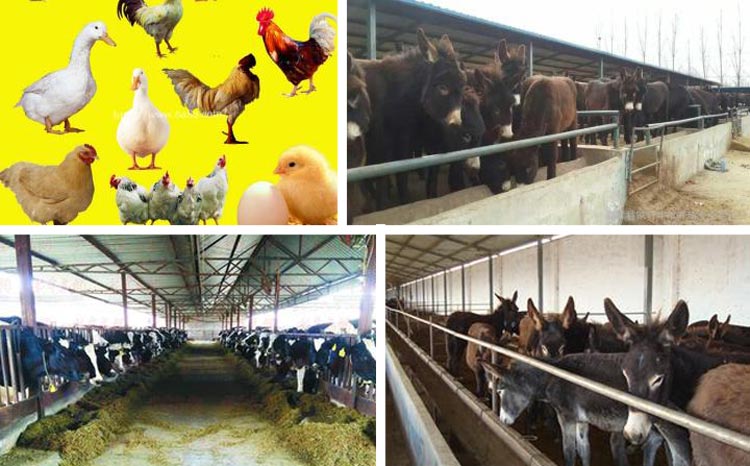 浙江魚飼料茄子影视视频在线观看采購注意事項 浙江魚飼料茄子影视视频在线观看采購注意事項