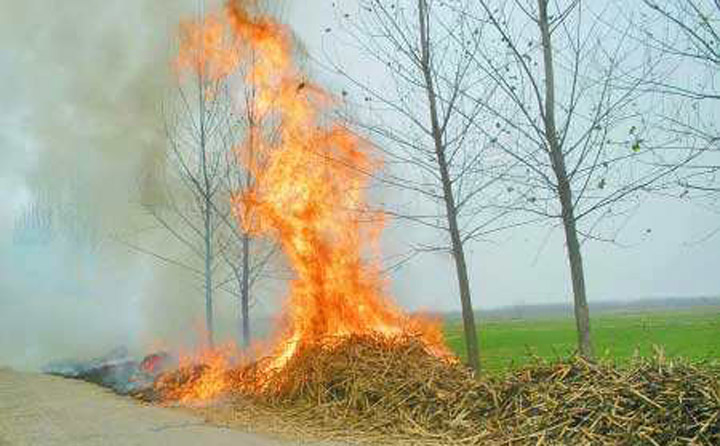 生物質茄子影视视频在线观看械