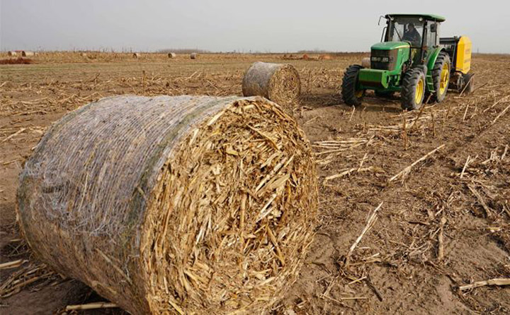 每年產生大量秸稈 生物質茄子影视视频在线观看械