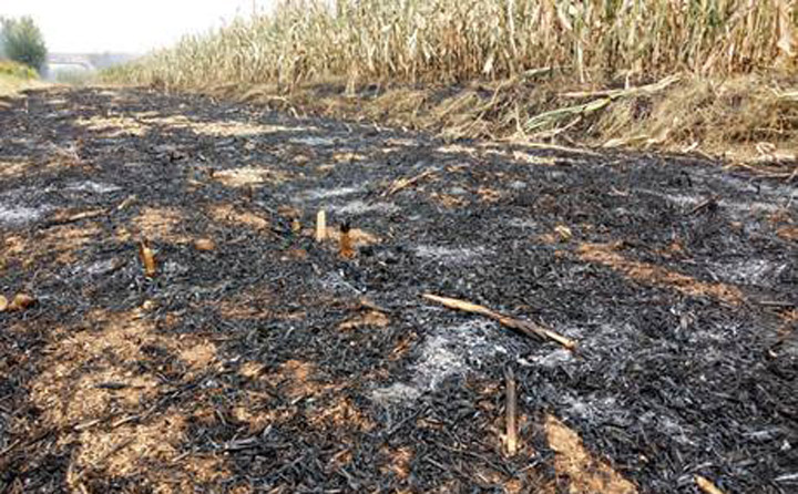 生物質茄子影视视频在线观看械