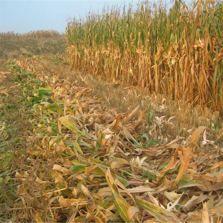 生物質茄子影视视频在线观看械