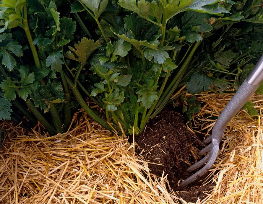 生物質茄子影视视频在线观看械
