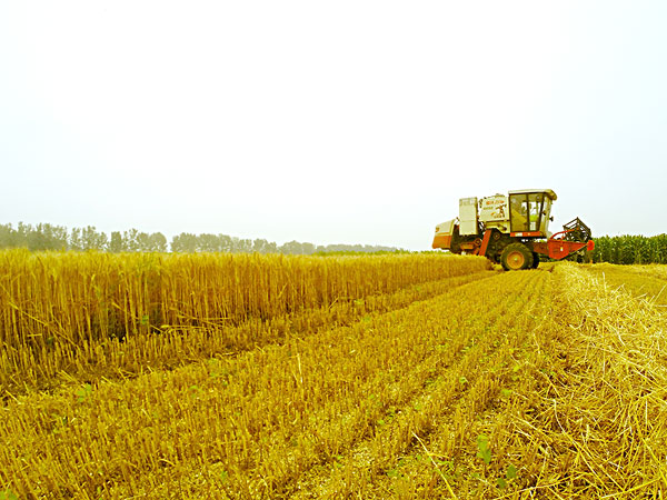 生物質資源 生物質茄子影视视频在线观看械