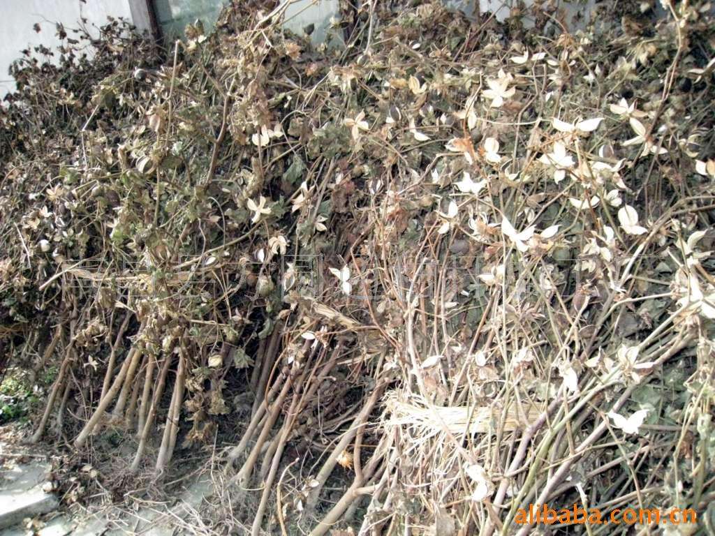 生物質茄子影视视频在线观看械