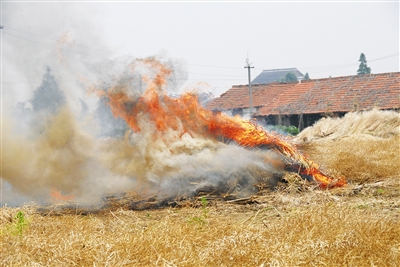 農林廢棄物焚燒 生物質茄子影视视频在线观看械