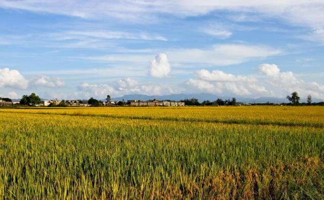 生物質茄子影视视频在线观看械
