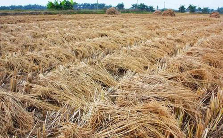 生物質茄子影视视频在线观看械