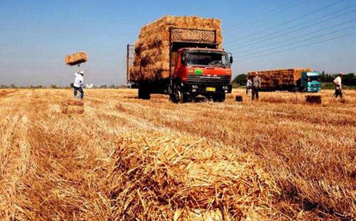 生物質茄子影视视频在线观看原料
