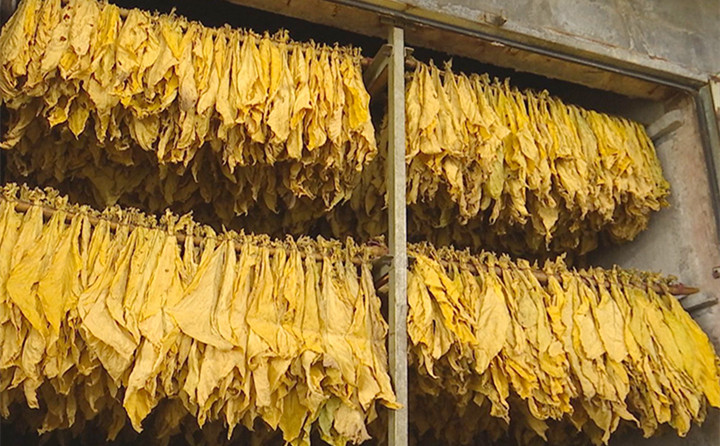 生物質燃料茄子影视视频在线观看顆粒全產業鏈，利用木材邊角料、秸稈、稻草、稻殼、花生殼、玉米芯、油茶殼、棉籽殼等廢料，加工形成塊狀和顆粒狀環保新能源，助力烤煙烘烤，推進鄉村振興