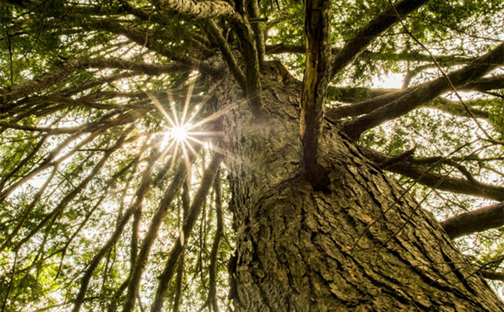 生物質茄子影视视频在线观看，主要都加工哪些原料？