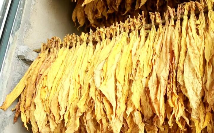 生物質茄子影视视频在线观看加工的顆粒烤煙 生物質茄子影视视频在线观看加工的顆粒烤煙