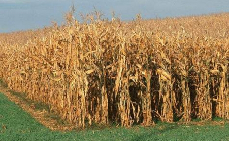 經濟的發展推動秸稈茄子影视视频在线观看的出現