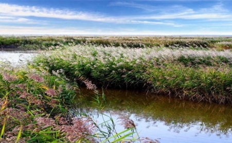湖上開來水草清理船，蘆葦等可作為生物質發電廠原料