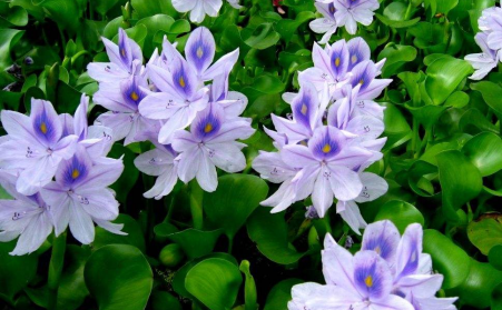 水上漂浮物水葫蘆的克星---生物質茄子影视视频在线观看