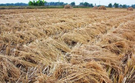 生物質茄子影视视频在线观看不僅處理秸稈 還能處理樹枝