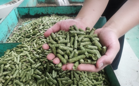 河北生物質茄子影视视频在线观看加工的顆粒為什麽會變黑？