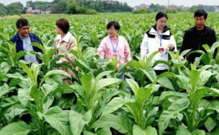 江西吉安：生物質烘烤 “點燃” 煙葉產業綠色轉型之路